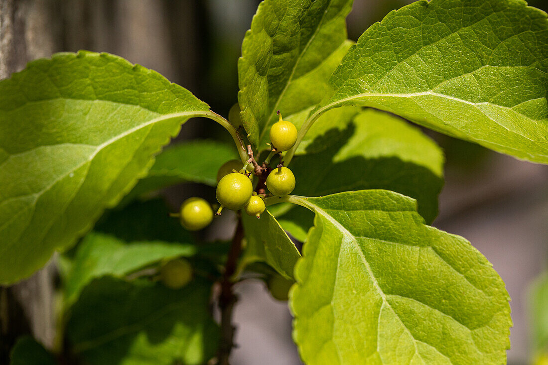 Celastrus orbiculatus