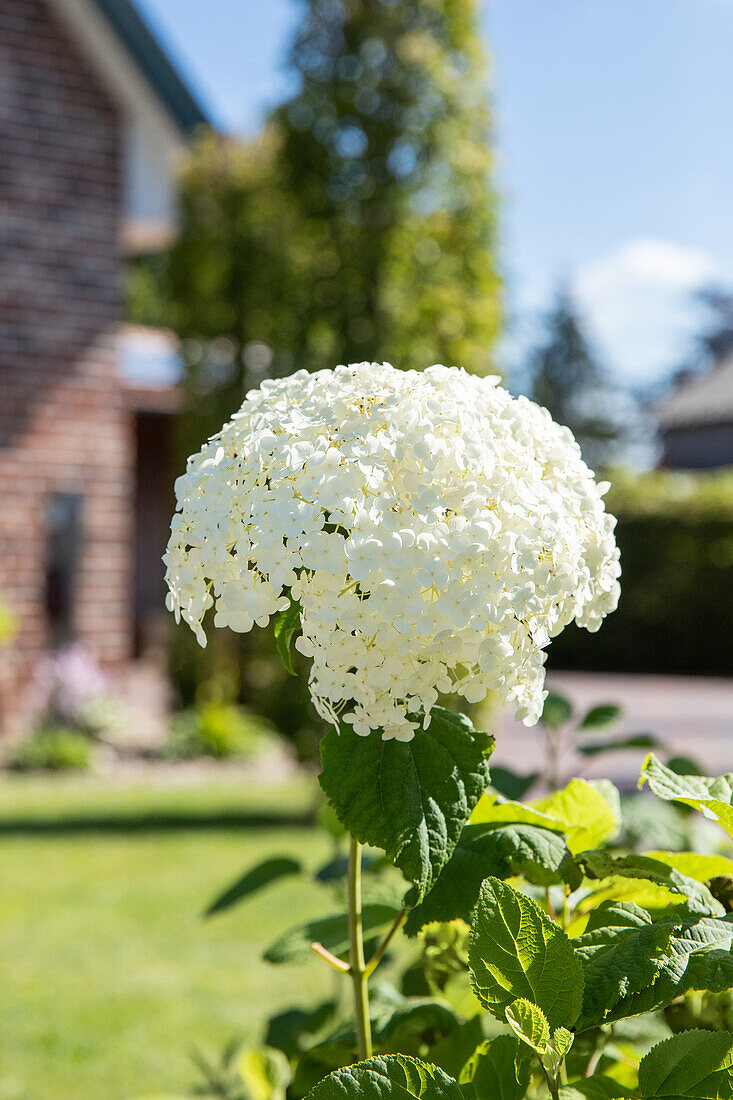 Hydrangea arborescens