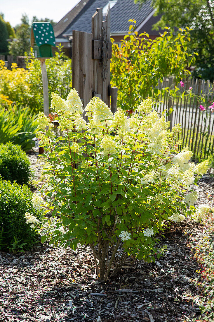 Hydrangea paniculata