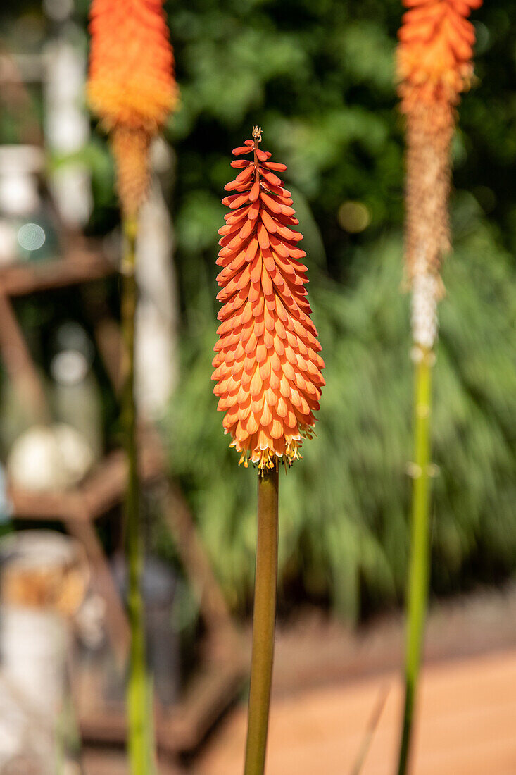 Kniphofia uvaria, orange