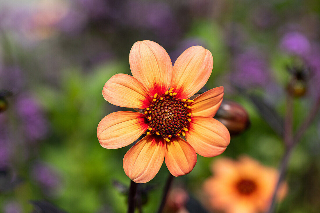 Dahlia single flowering, apricot