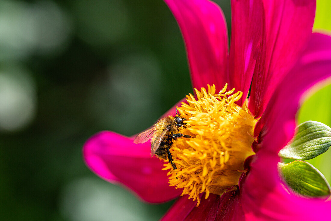 Wild bee on flower