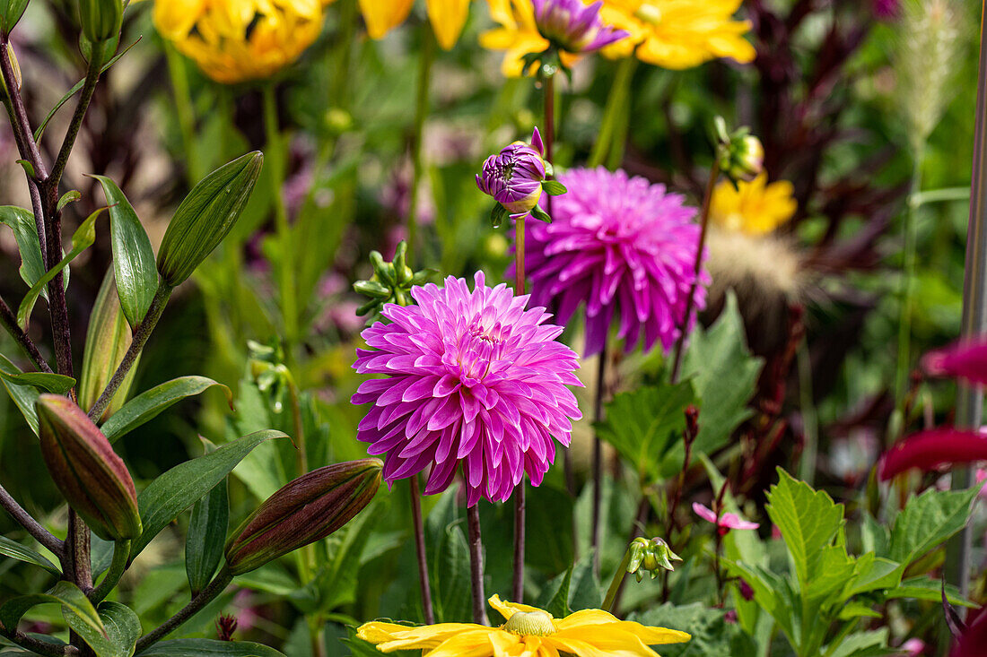 Dahlia semi-cactus, pink