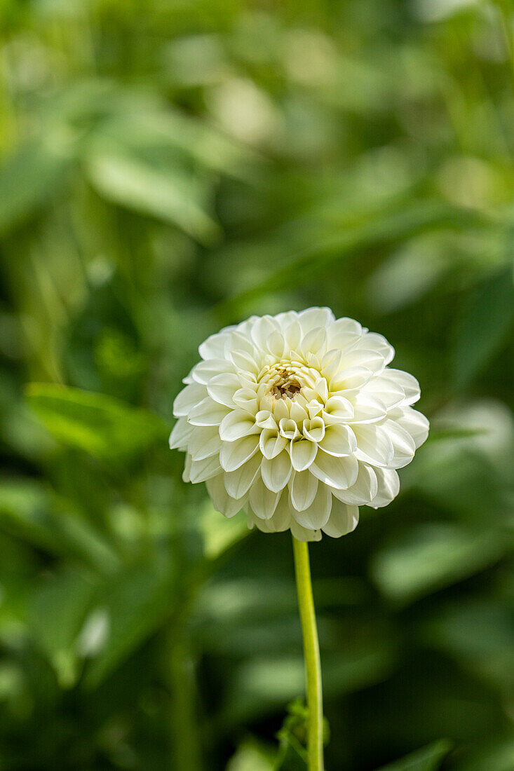 Dahlia White Aster