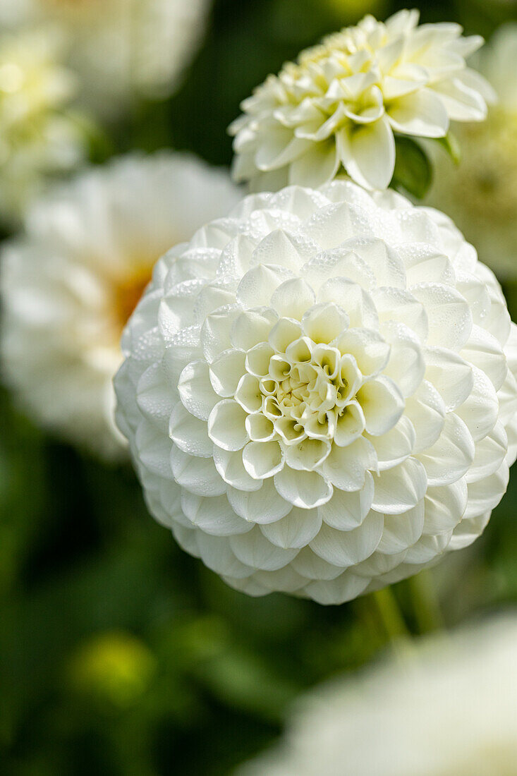 Dahlia White Aster