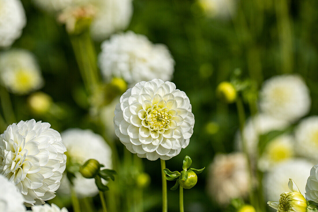 Dahlia White Aster