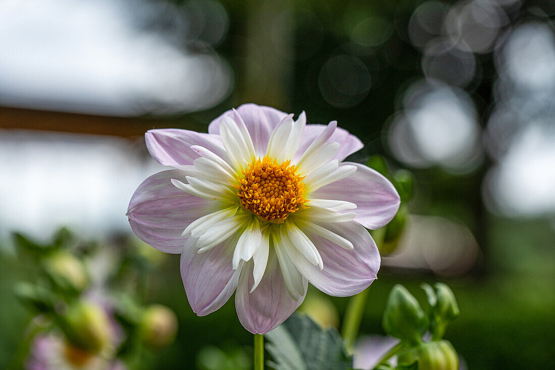 Dahlia 'Teesbroke Audrey'