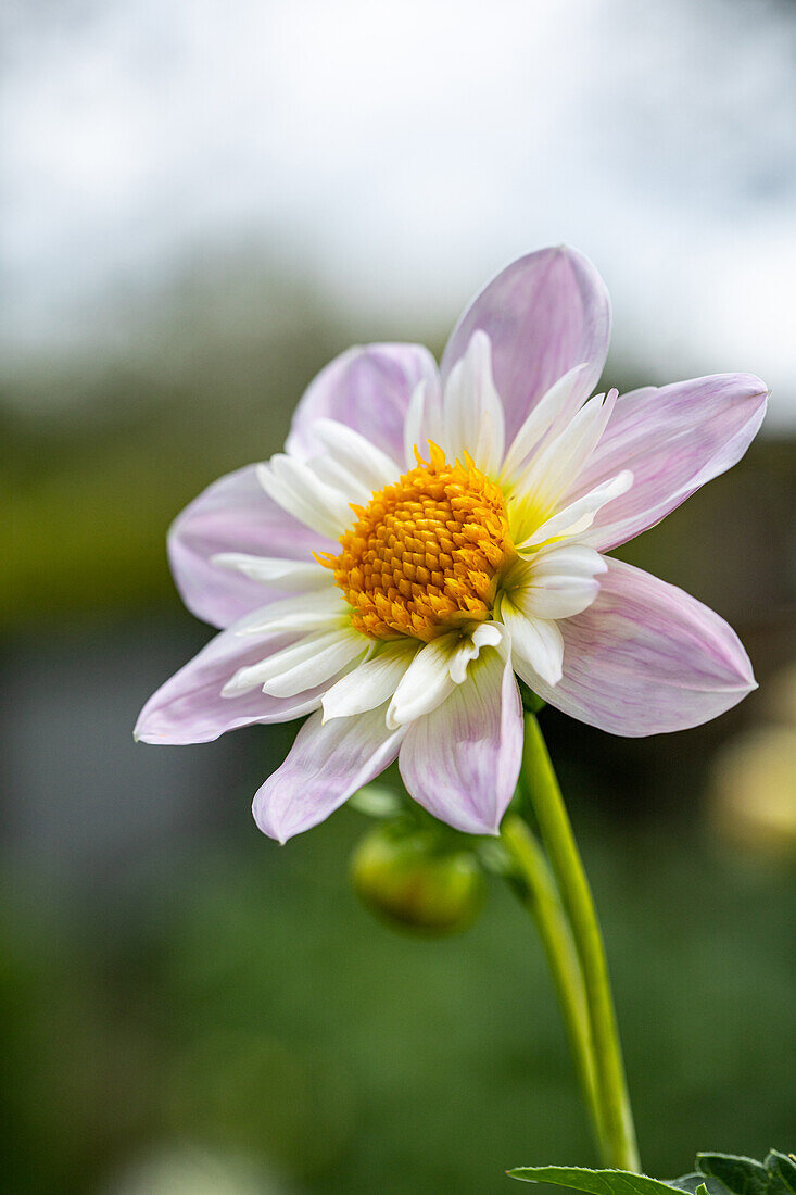 Dahlia 'Teesbroke Audrey'