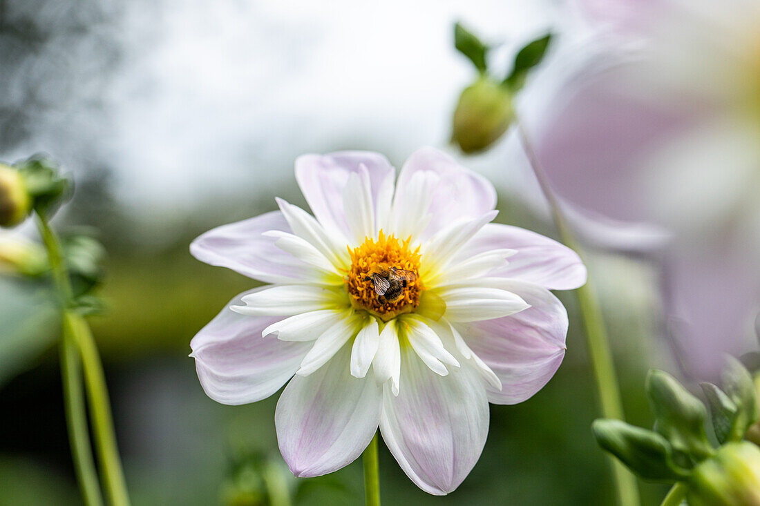 Dahlia 'Teesbroke Audrey'