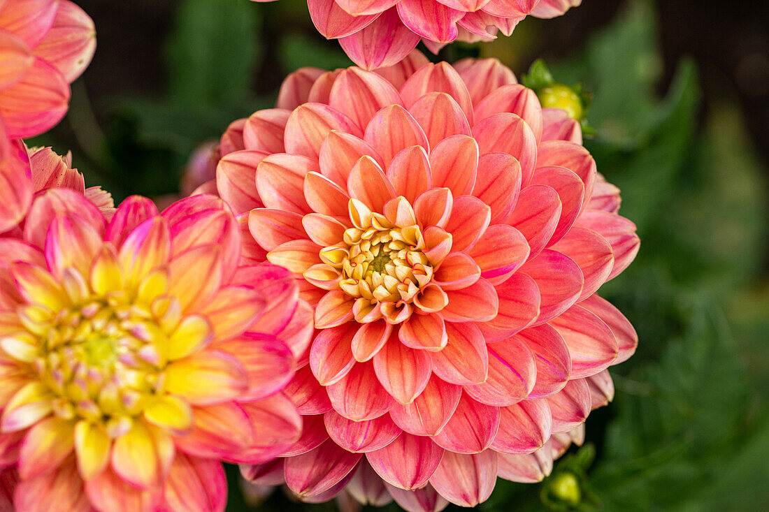 Dahlia Water Lily