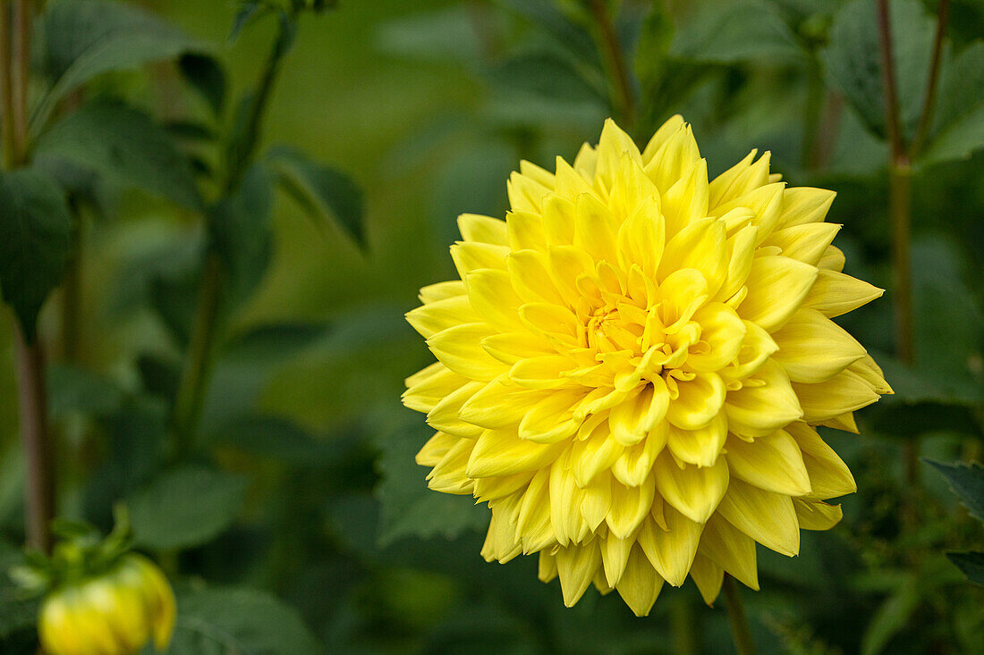 Dahlia Decorative, yellow