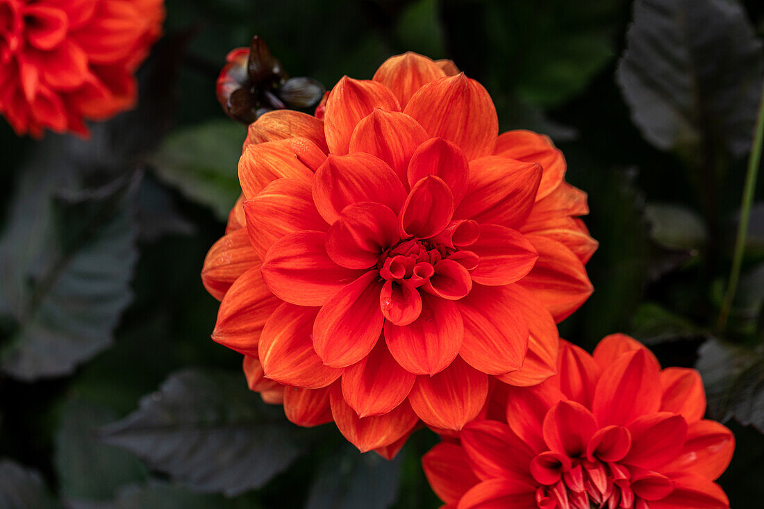 Dahlia 'Ellen Huston'