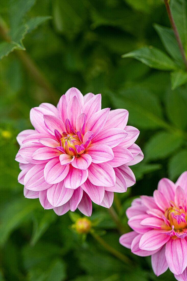 Dahlia Water lily, pink