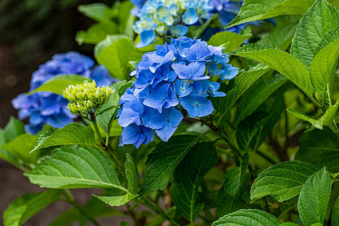 Hydrangea macrophylla 'Belle Seduction'®