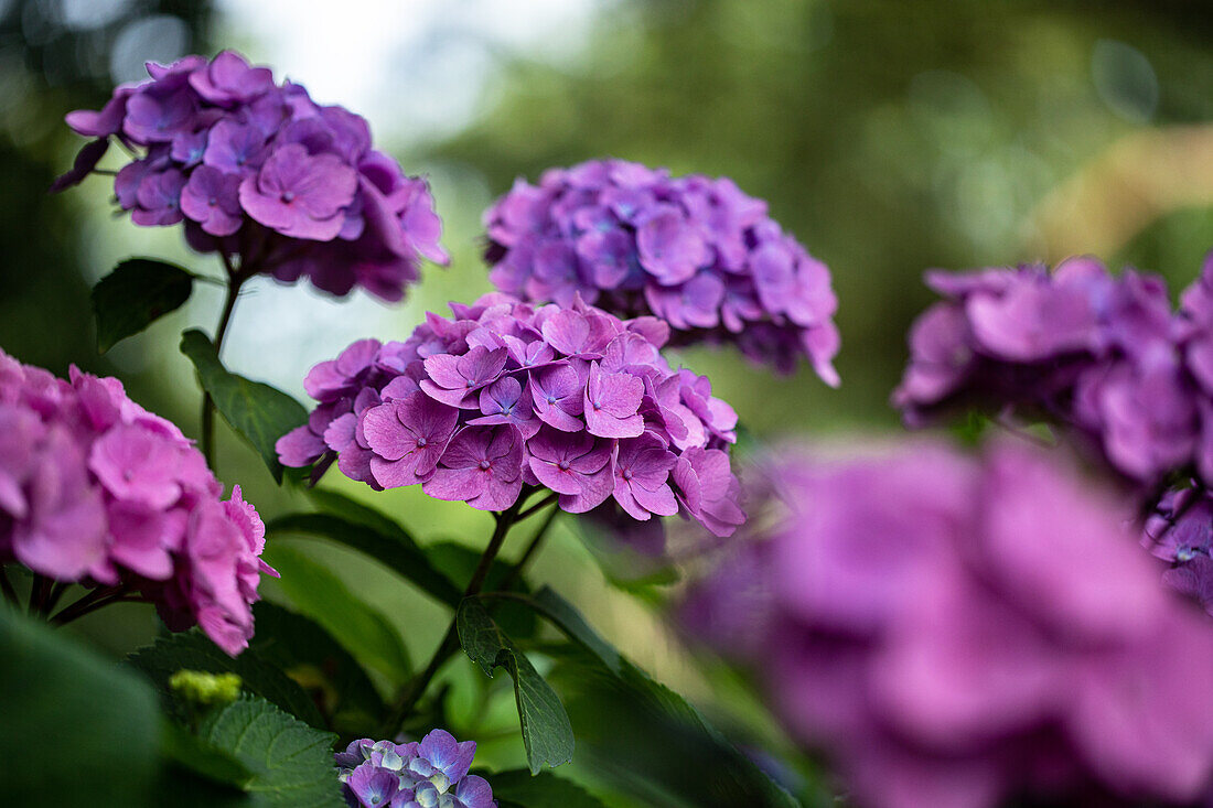 Hydrangea macrophylla, purple violet