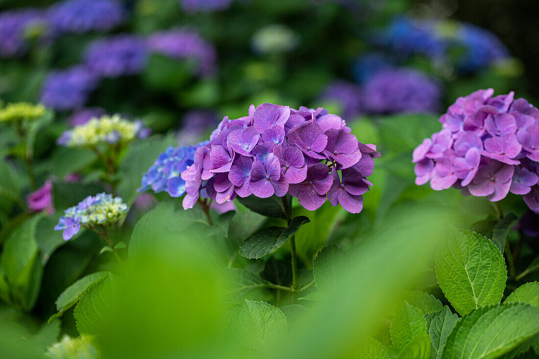 Hydrangea macrophylla, purple violet