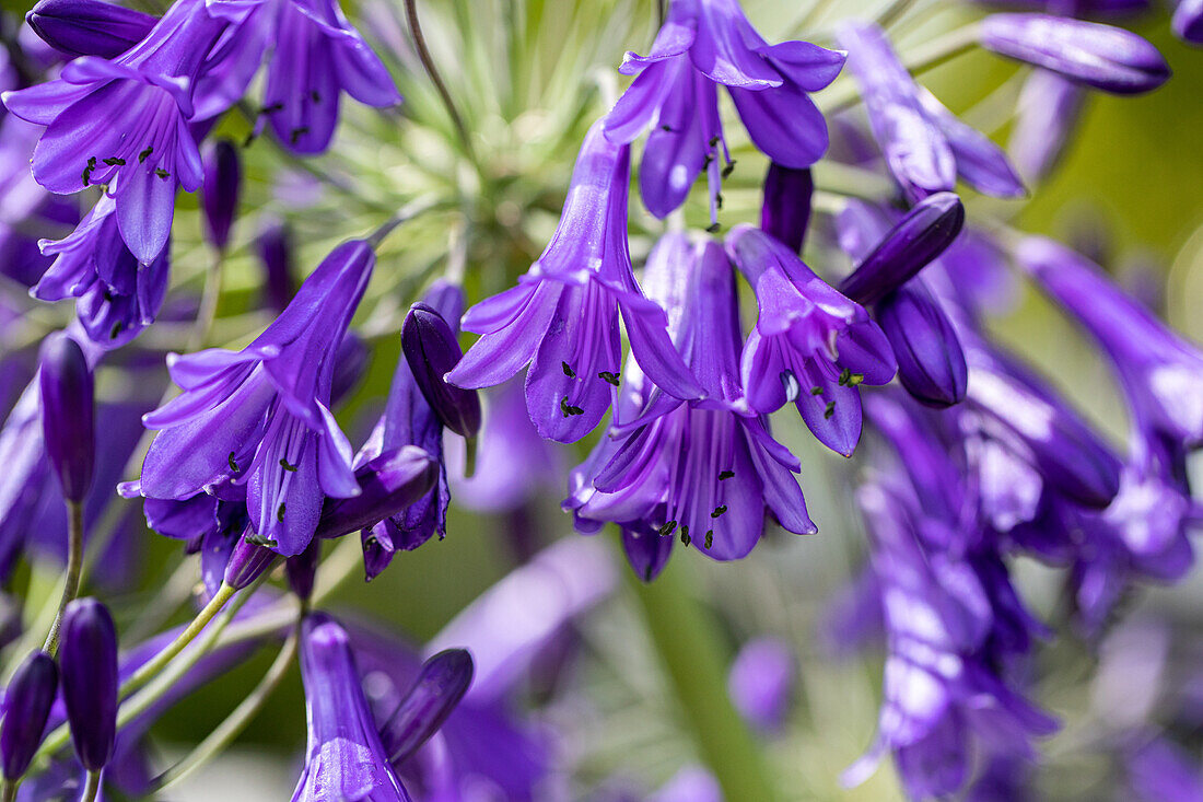 Agapanthus africanus