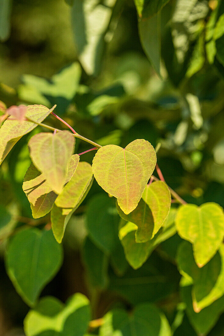 Cercidiphyllum japonicum 'Glowball'