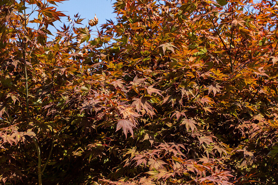 Acer palmatum 'Marjan'