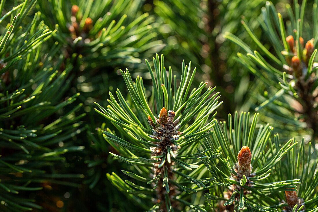 Conifer needles