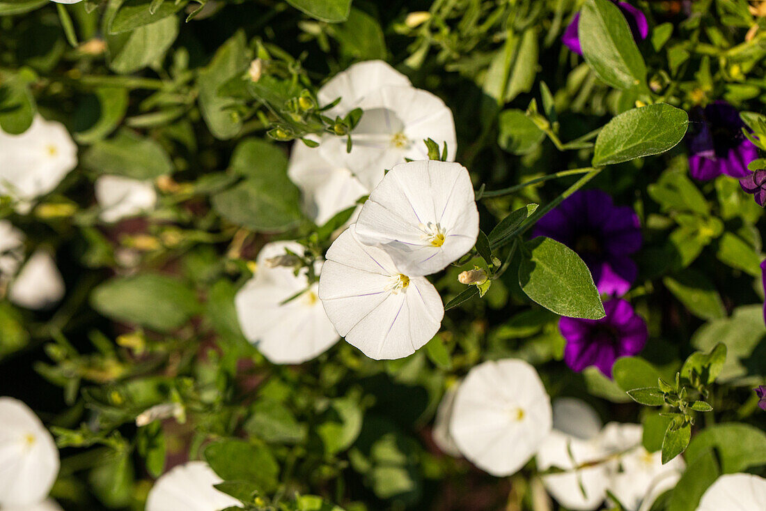 Convolvulus arvensis