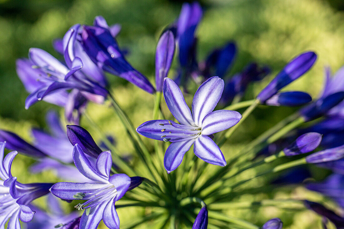 Agapanthus hybride 'Northern Star' 'Northern Star