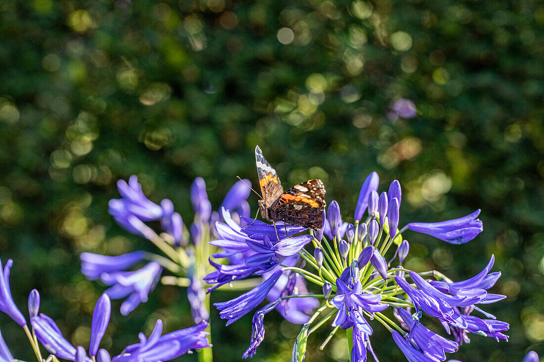 Butterfly on flower