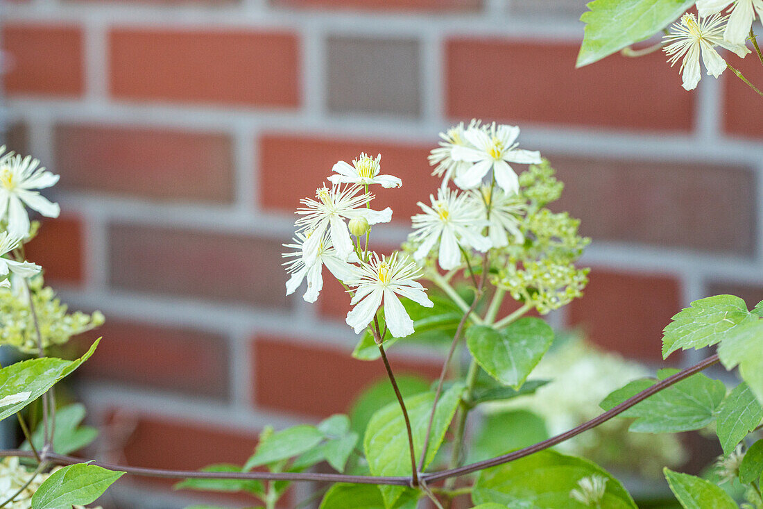 Clematis fargesioides