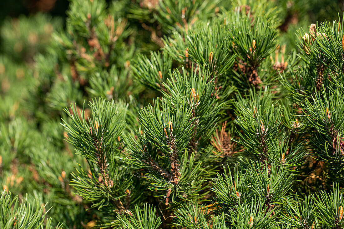 Pinus mugo 'Laurin'