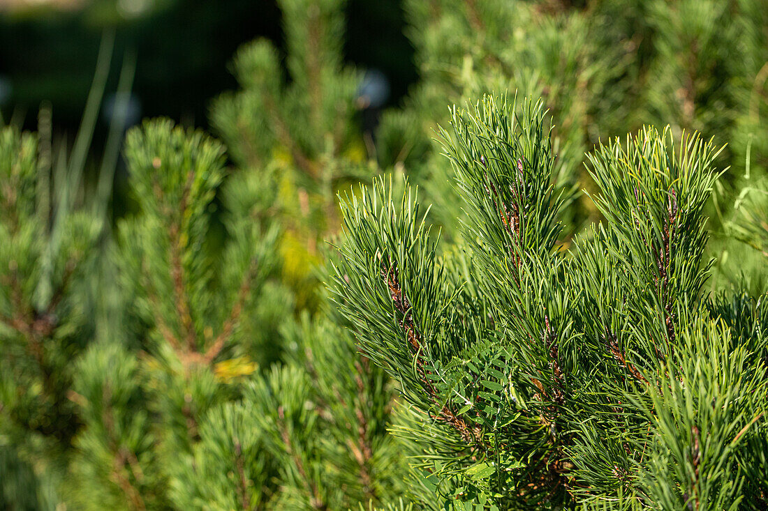 Pinus mugo 'Wintergold'