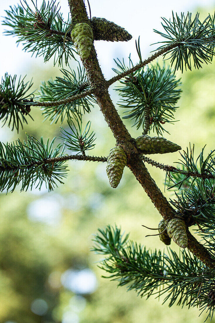 Pinus banksiana 'Arctic'