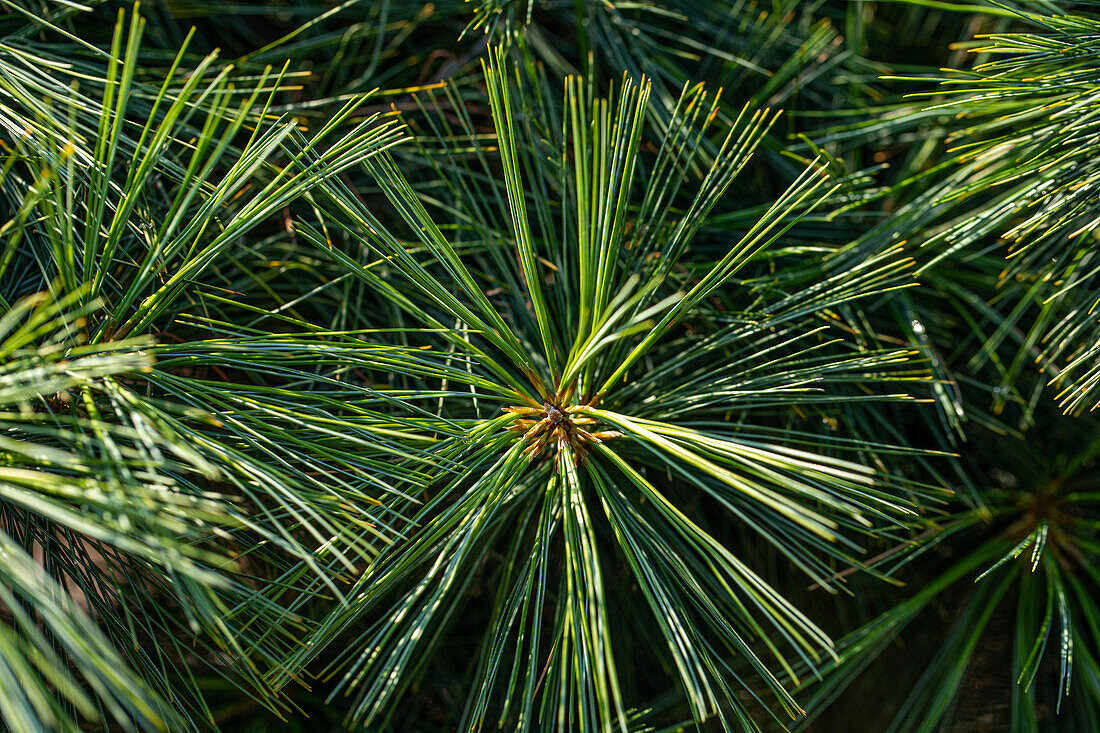 Pinus wallichiana 'Nana'