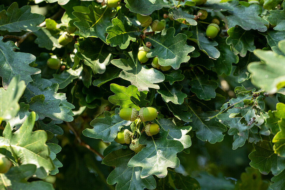 Quercus robur