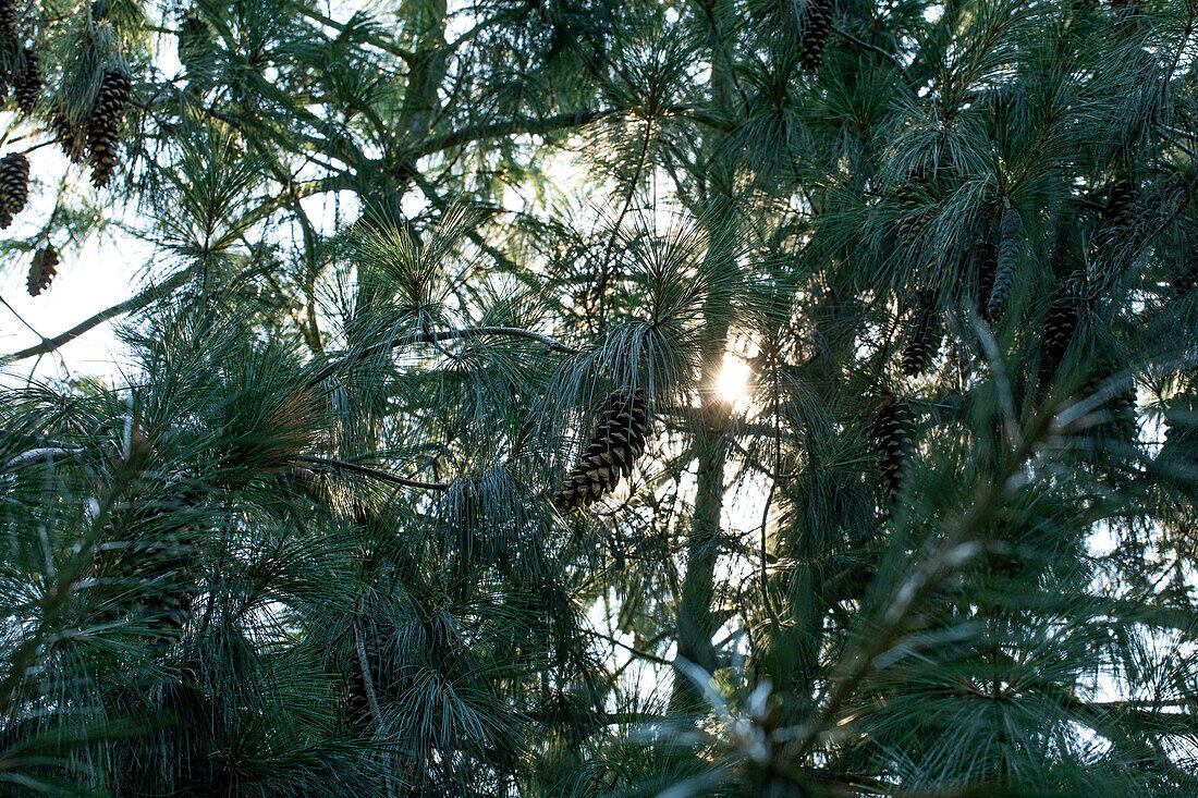 Pinus x schwerinii