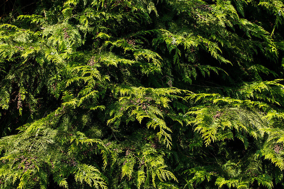 Chamaecyparis lawsoniana