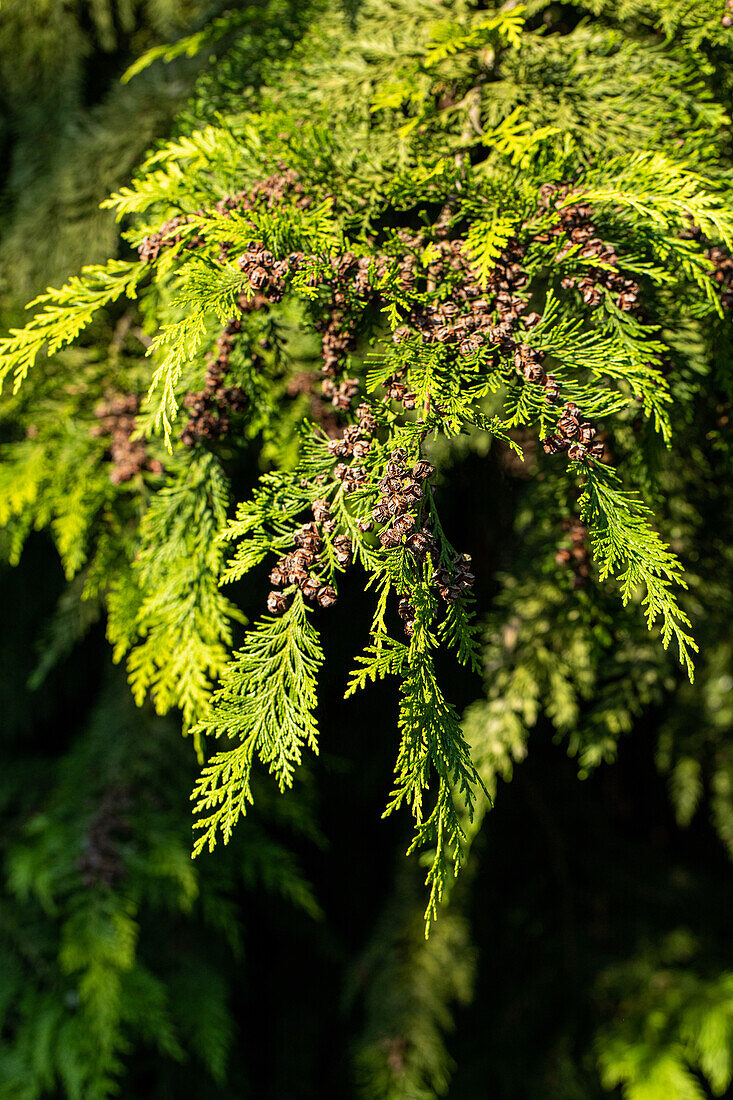 Chamaecyparis lawsoniana