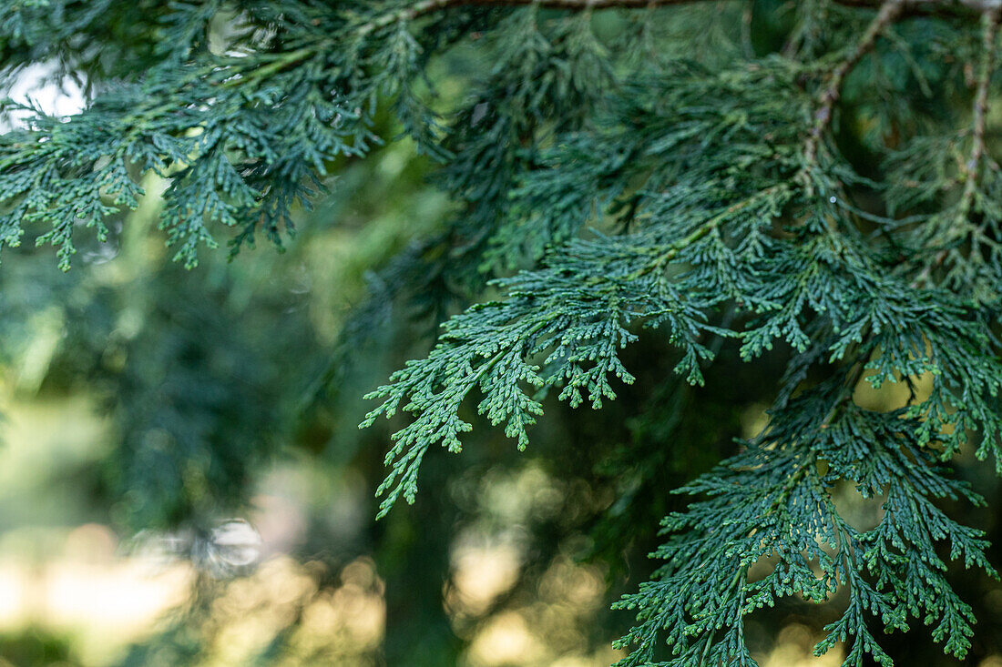 Chamaecyparis lawsoniana 'Robusta'