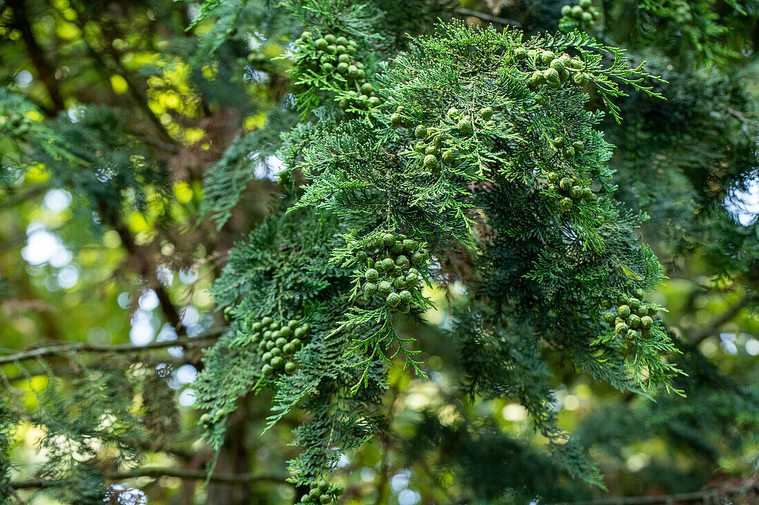 Chamaecyparis lawsoniana