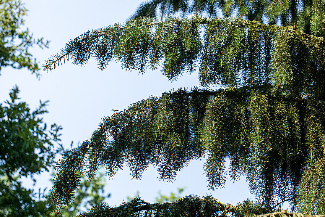 Picea breweriana