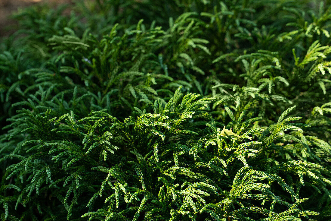 Cryptomeria japonica 'Globosa Nana'