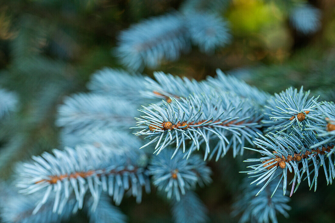 Picea pungens 'Bittersdorfer Zwerg' (dwarf)