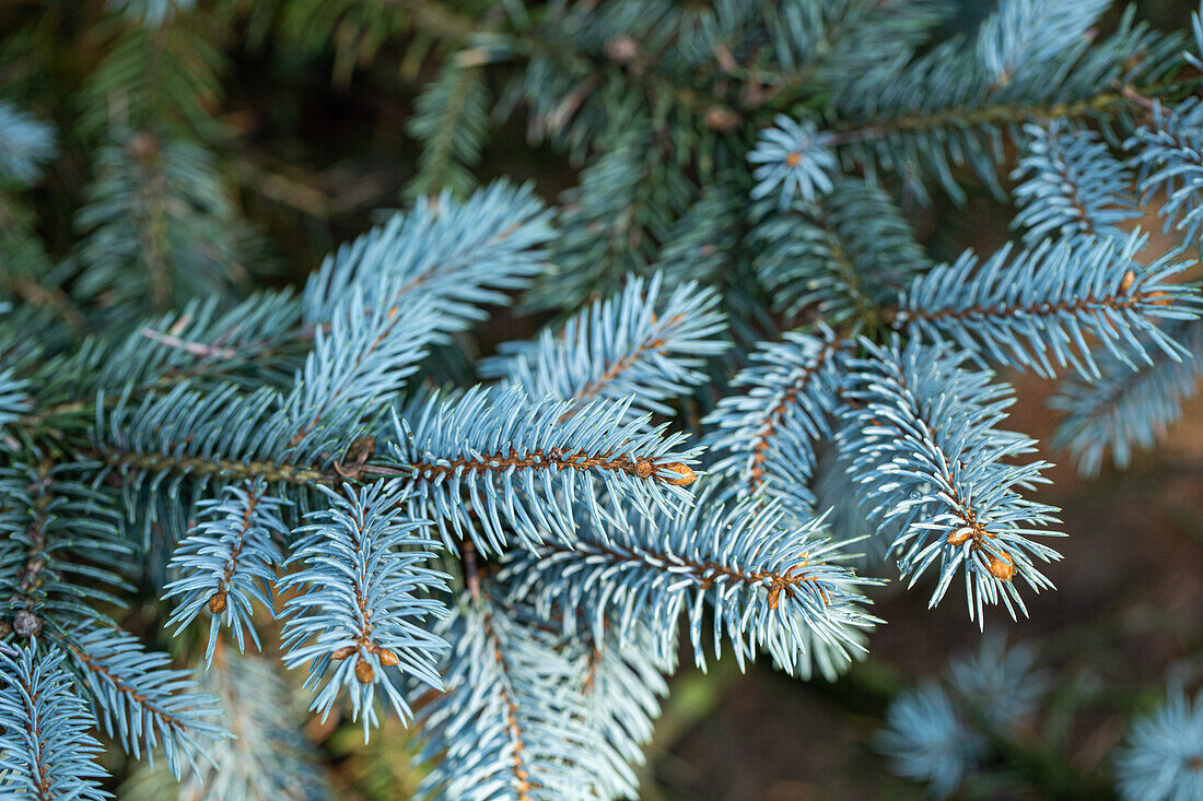 Picea pungens 'Bittersdorfer Zwerg'