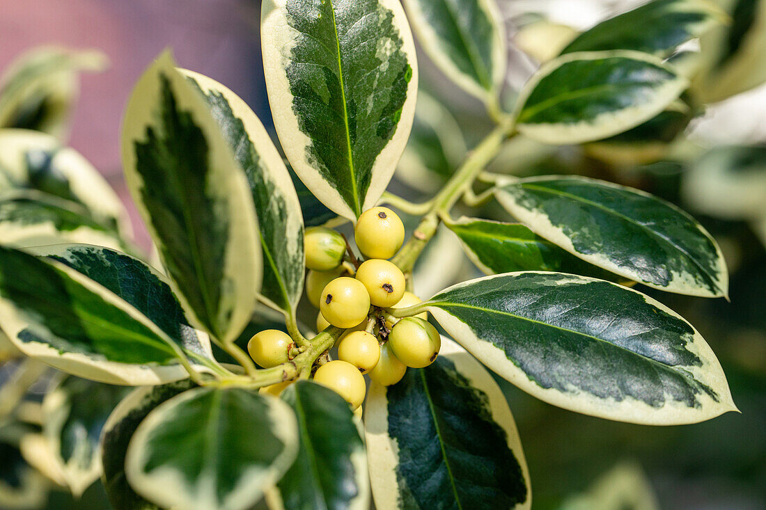 Ilex aquifolium 'Silver van Tol