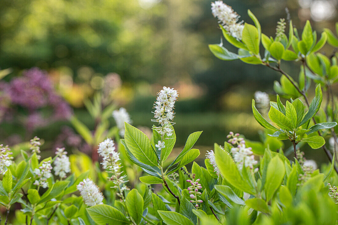 Clethra alnifolia