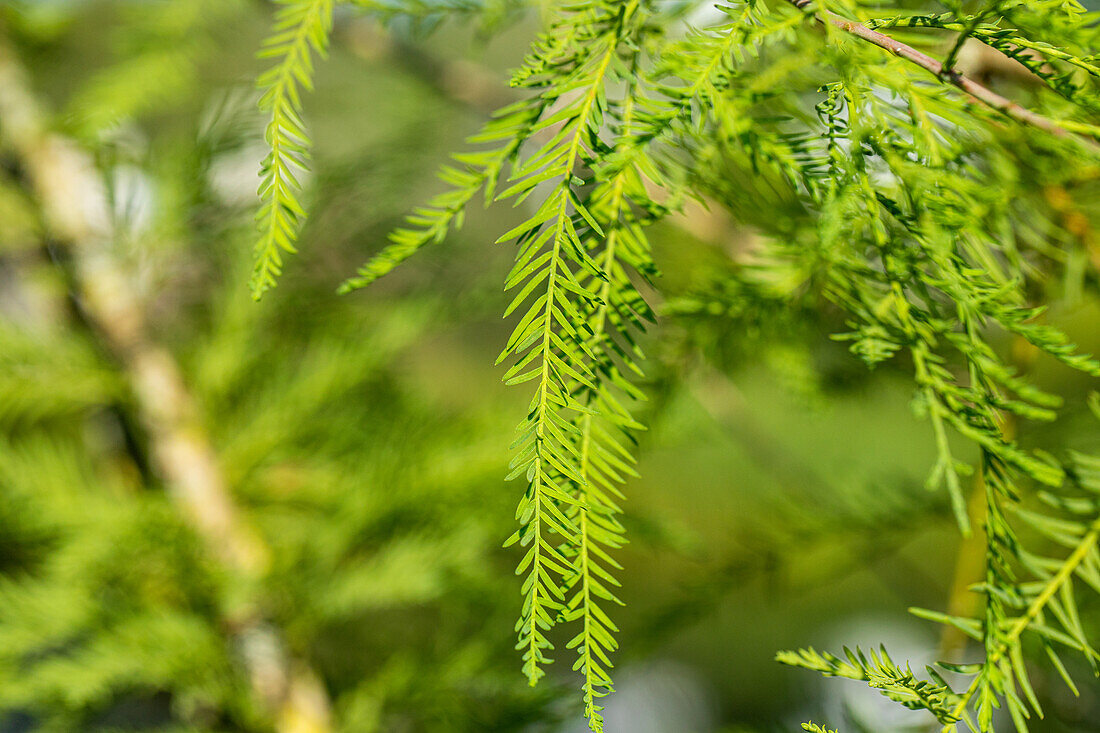 Taxodium distichum Rick. 