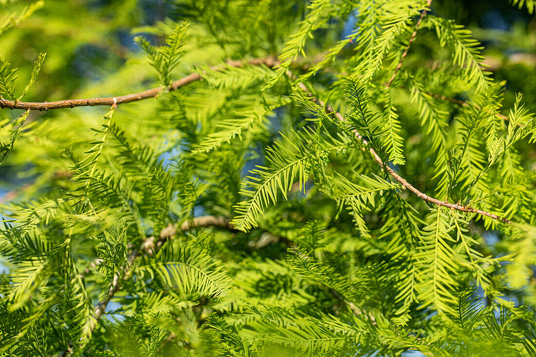 Taxodium distichum Rick. 