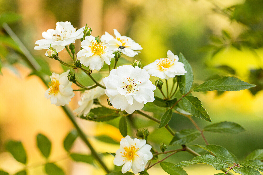 Climbing rose, white