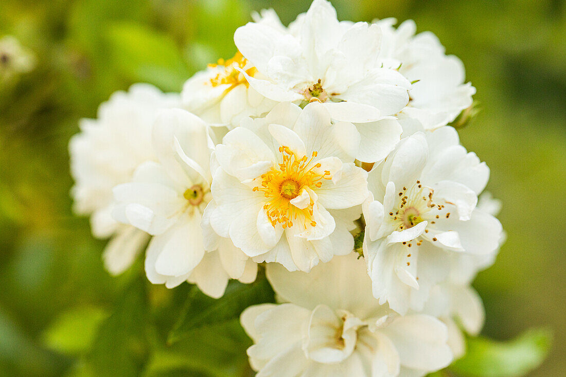 Climbing rose, white