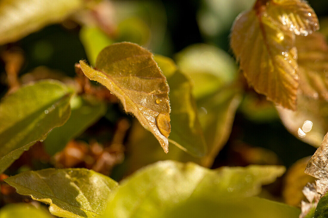 Blatt mit Wassertropfen