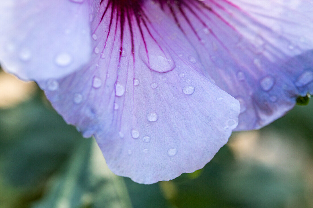 Hibiscus syriacus 'Oiseau Bleu'